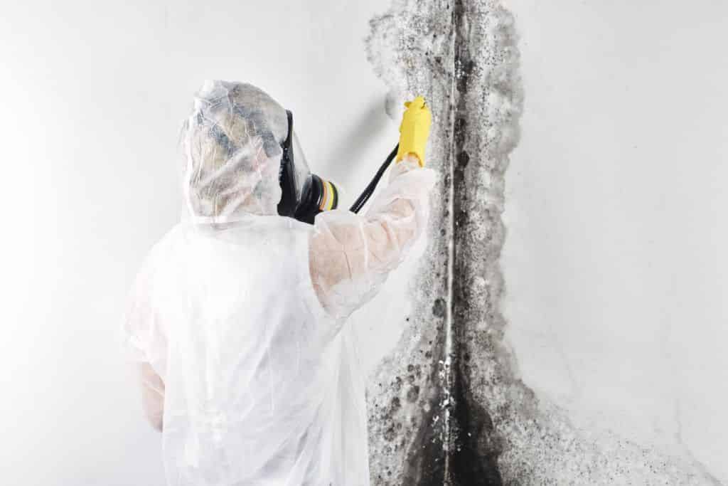 Mold Remediation image